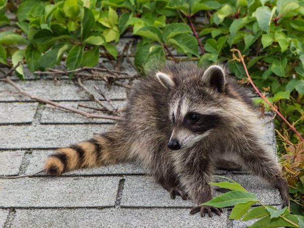 Katy Wildlife Removal
