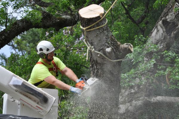 Katy Tree Trimming