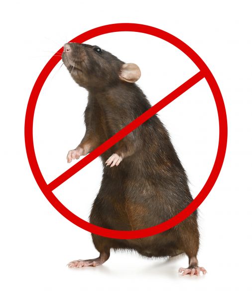 Katy Pest Control Service