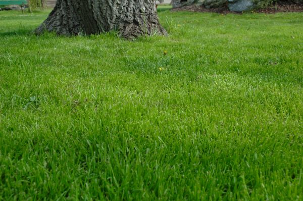 Katy Lawn Treatment